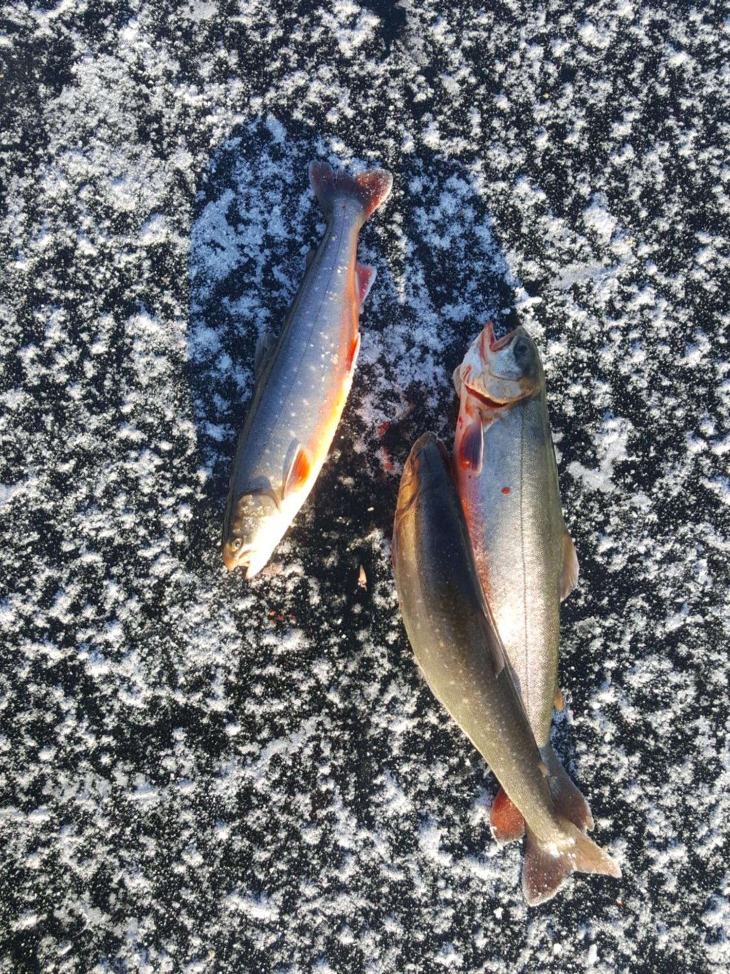 Knappgarden Särna 外观 照片